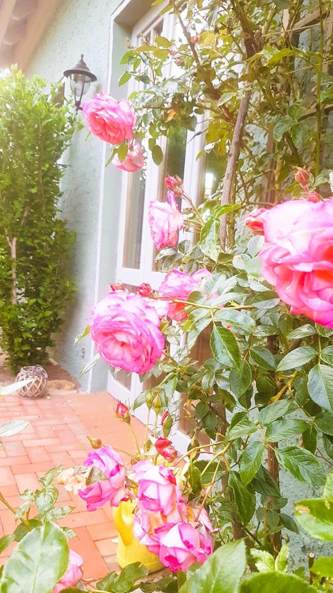 Ferienhaus Salvia Gremersdorf-Buchholz Luaran gambar