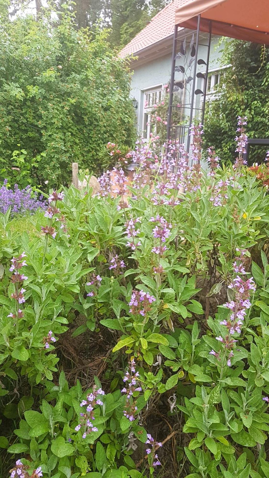 Ferienhaus Salvia Gremersdorf-Buchholz Luaran gambar